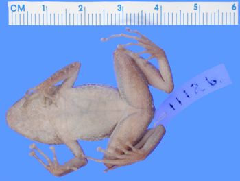 Media type: image; Herpetology A-11126